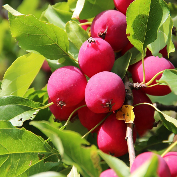 Фото 1. Яблоня «Райка красная» в каталоге СЦ Корекозево