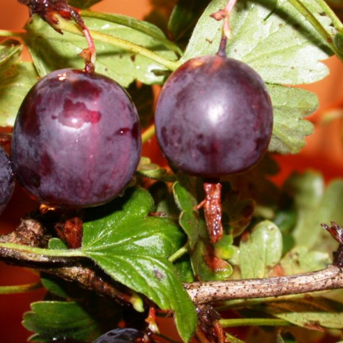 Крыжовник «Северный Капитан» в каталоге СЦ Корекозево