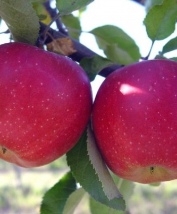 Яблоня «Слава Победителям» в каталоге СЦ Корекозево