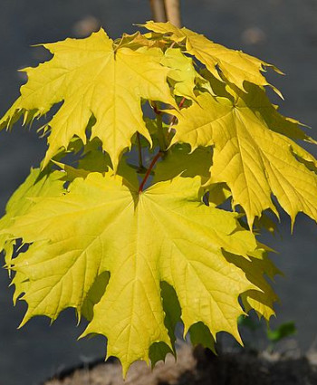 Клён остролистный «Принцетон Голд» в каталоге СЦ Корекозево