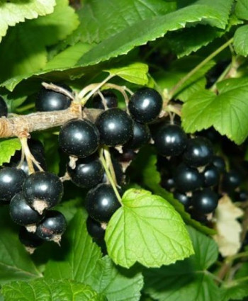 Смородина черная «Багира» в каталоге СЦ Корекозево