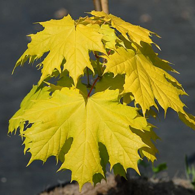 Фото 1. Клён остролистный «Принцетон Голд» в каталоге СЦ Корекозево