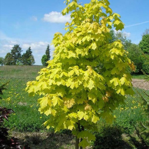 Фото 2. Клён остролистный «Принцетон Голд» в каталоге СЦ Корекозево