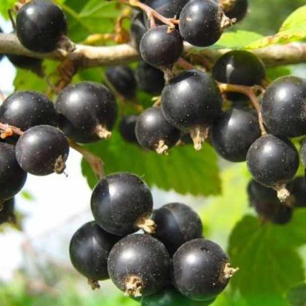 Фото 3. Смородина черная «Багира» в каталоге СЦ Корекозево