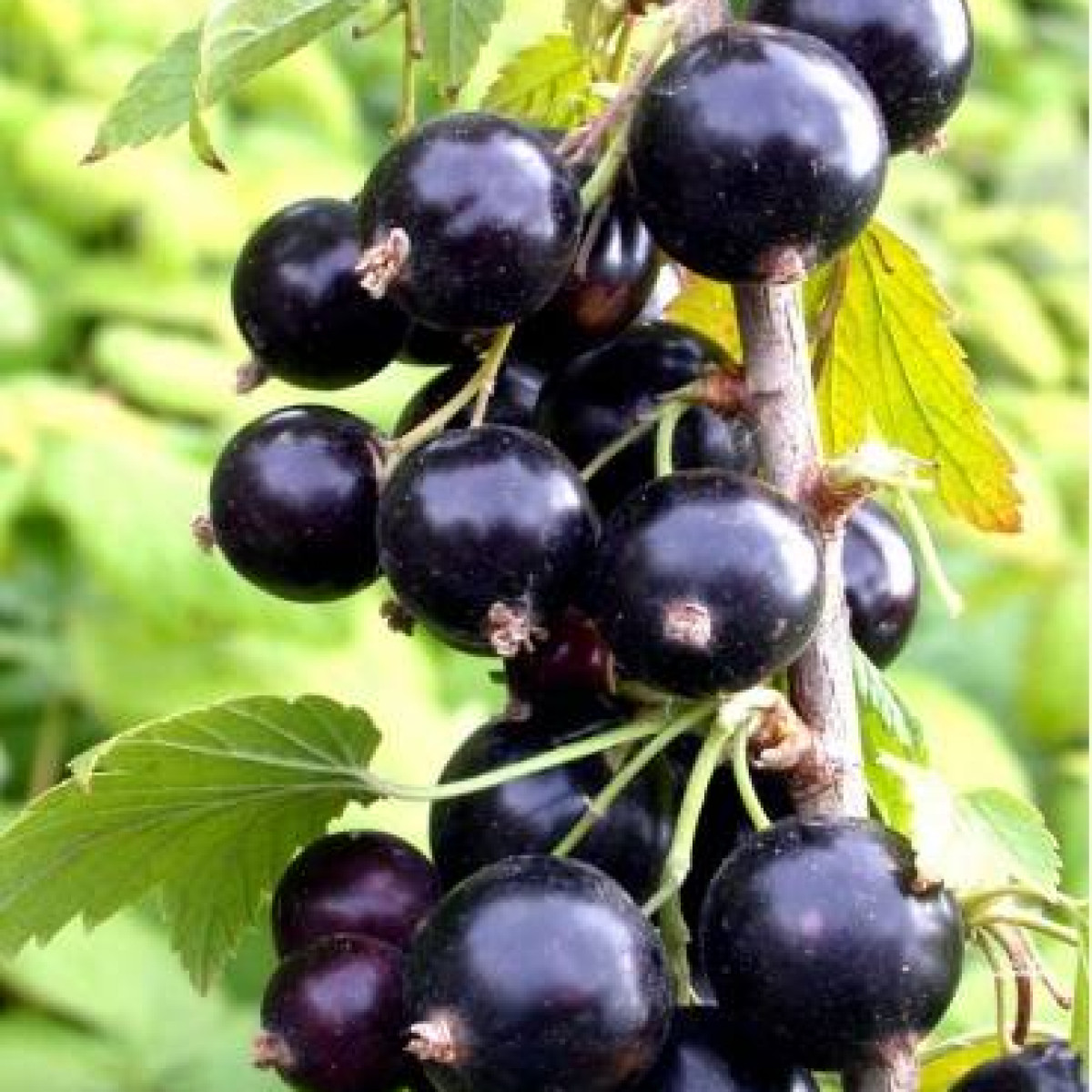 Смородина черная «Гулливер» в каталоге СЦ Корекозево