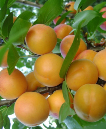 Абрикос «Погремок» в каталоге СЦ Корекозево