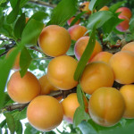 Миниатюра 1. Абрикос «Погремок» в каталоге СЦ Корекозево