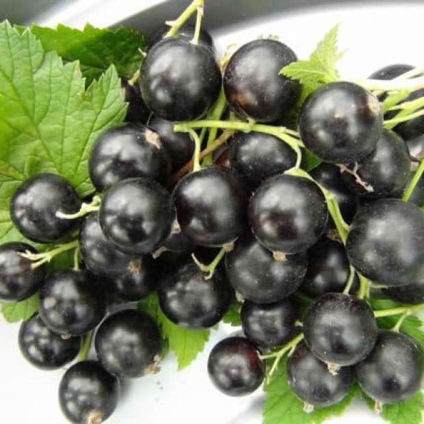 Фото 2. Смородина черная «Гулливер» в каталоге СЦ Корекозево