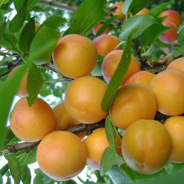 Фото 1. Абрикос «Погремок» в каталоге СЦ Корекозево