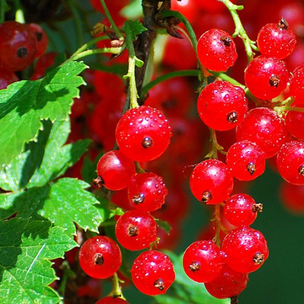 Фото 3. Смородина красная «Ненаглядная» в каталоге СЦ Корекозево