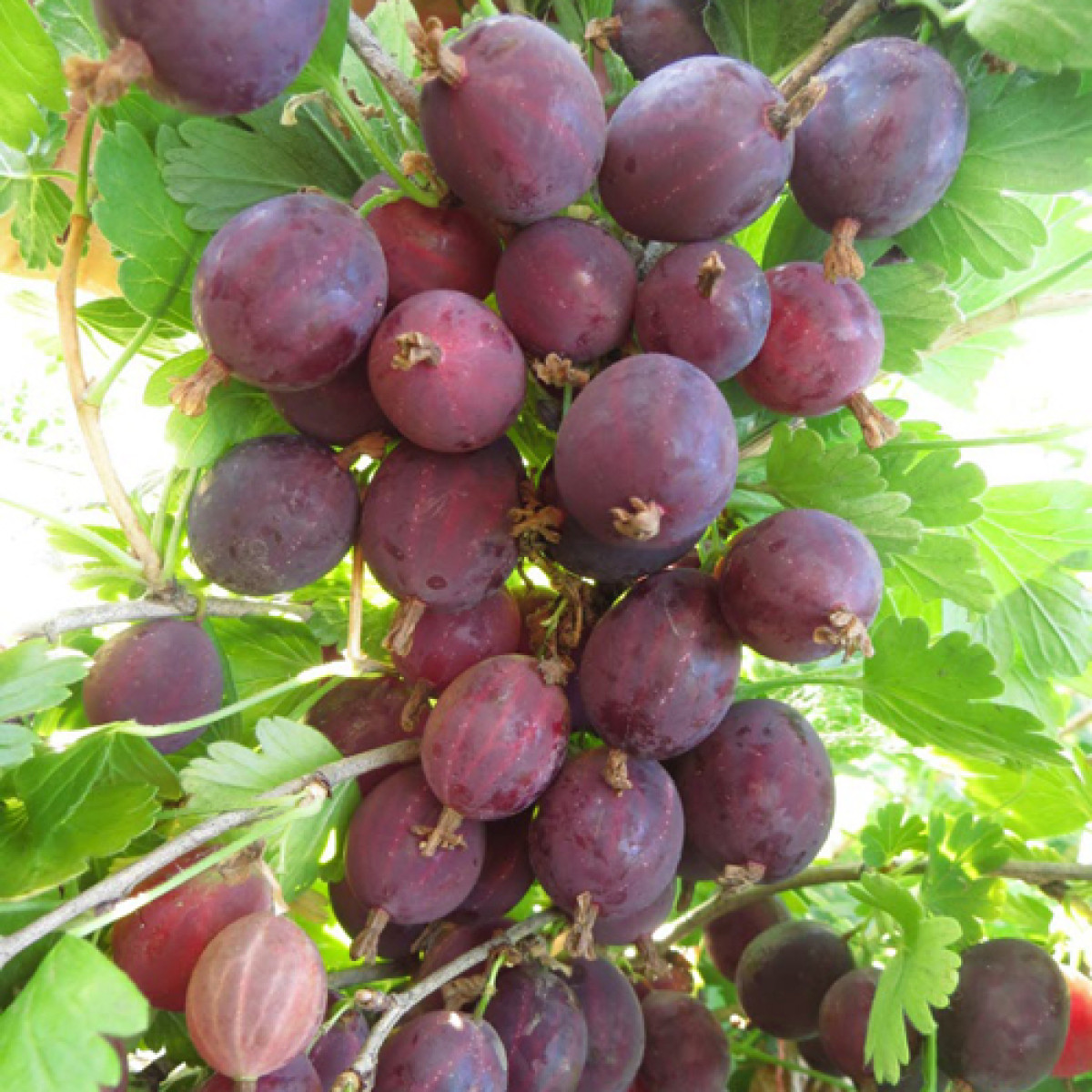 Крыжовник «Грушенька» в каталоге СЦ Корекозево