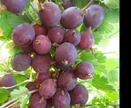 Крыжовник «Грушенька» в каталоге СЦ Корекозево