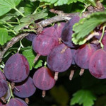 Миниатюра 4. Крыжовник «Грушенька» в каталоге СЦ Корекозево