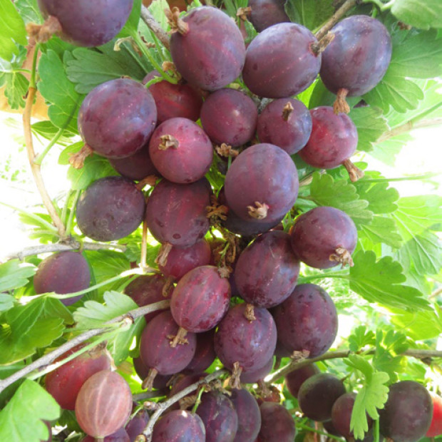 Фото 1. Крыжовник «Грушенька» в каталоге СЦ Корекозево