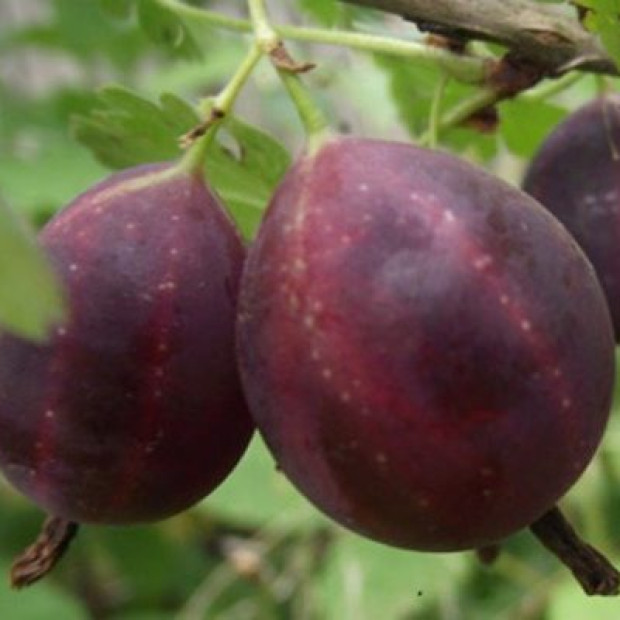 Фото 2. Крыжовник «Грушенька» в каталоге СЦ Корекозево