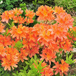 Миниатюра 1. Рододендрон (Азалия) 