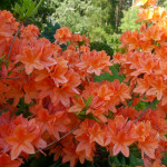 Миниатюра 2. Рододендрон (Азалия) 