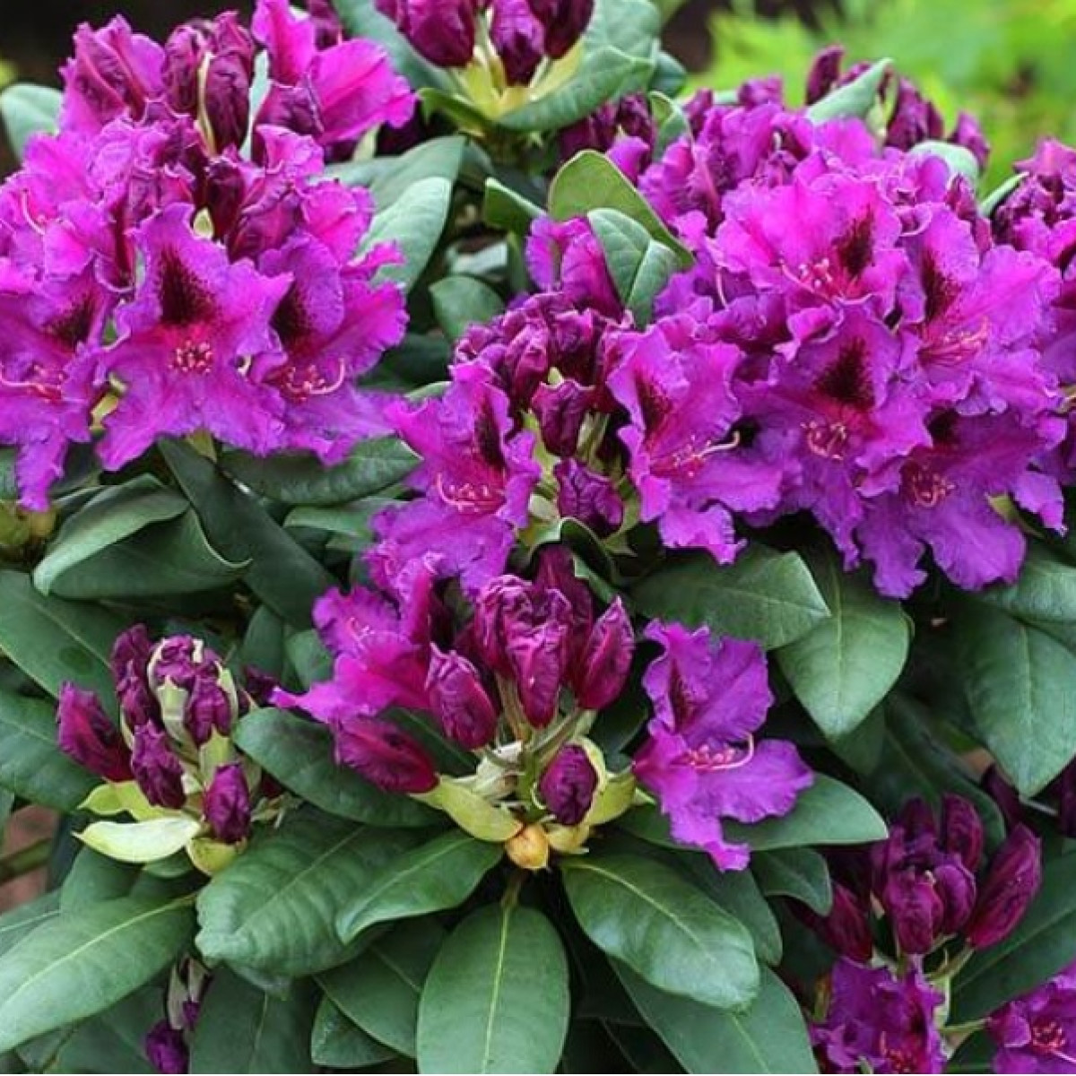 Рододендрон Азурро в каталоге СЦ Корекозево