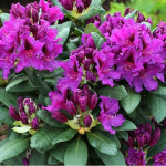 Миниатюра 1. Рододендрон 