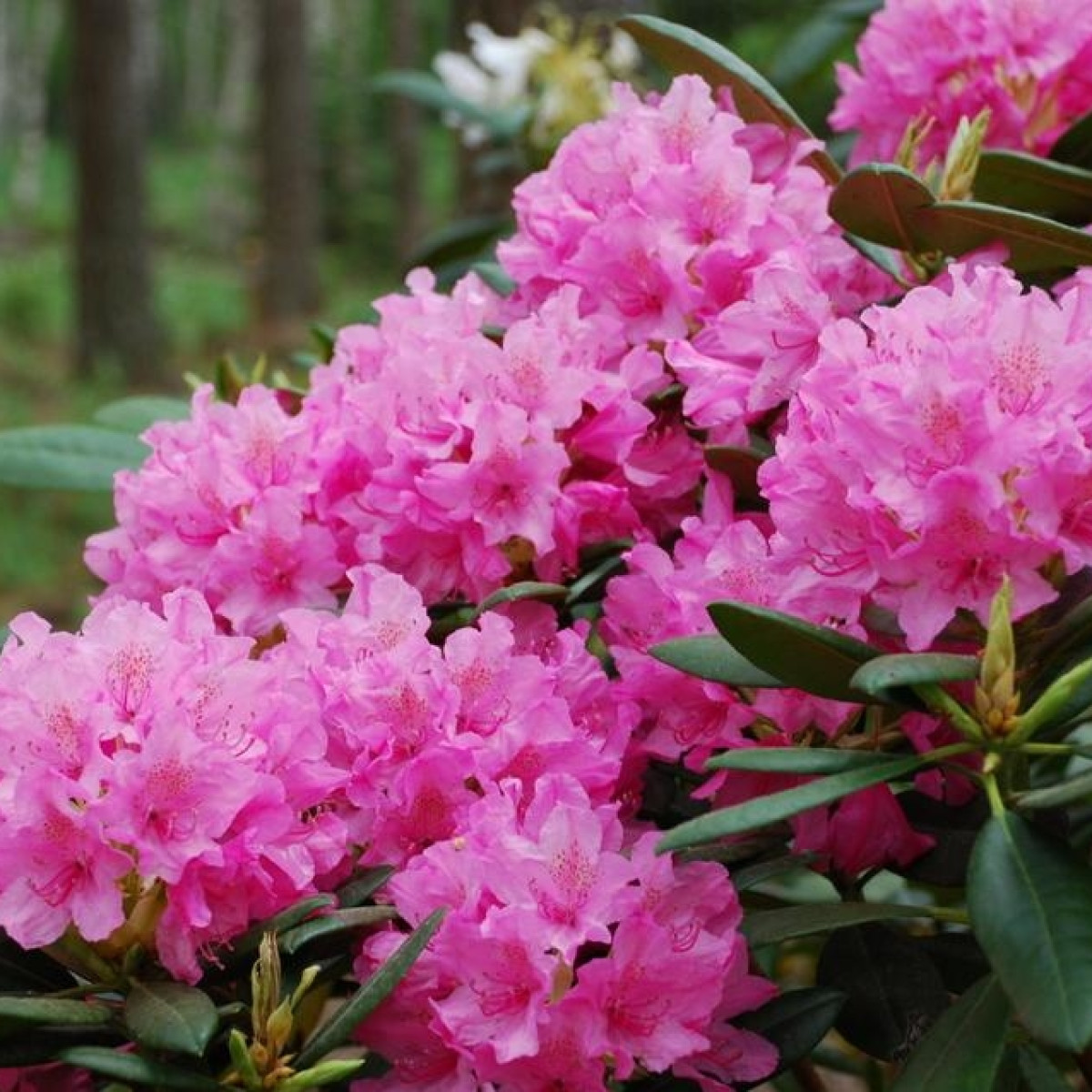 Рододендрон Гаага в каталоге СЦ Корекозево