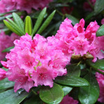 Миниатюра 4. Рододендрон 
