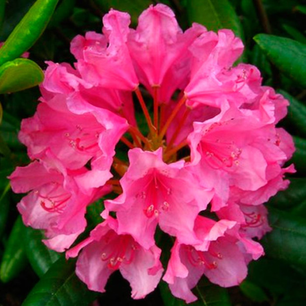 Фото 2. Рододендрон 