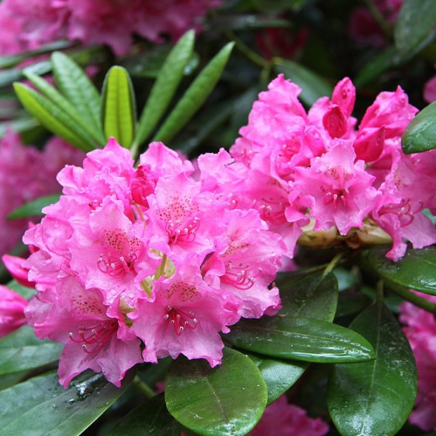 Фото 4. Рододендрон 