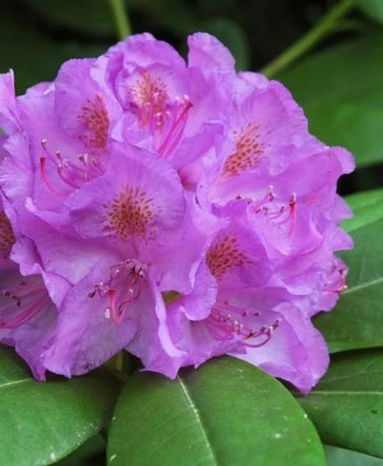 Рододендрон Катевбинский в каталоге СЦ Корекозево