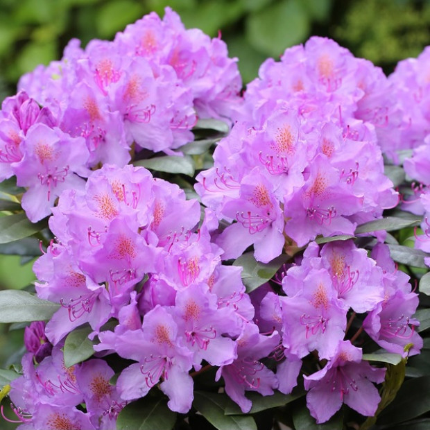 Фото 2. Рододендрон 