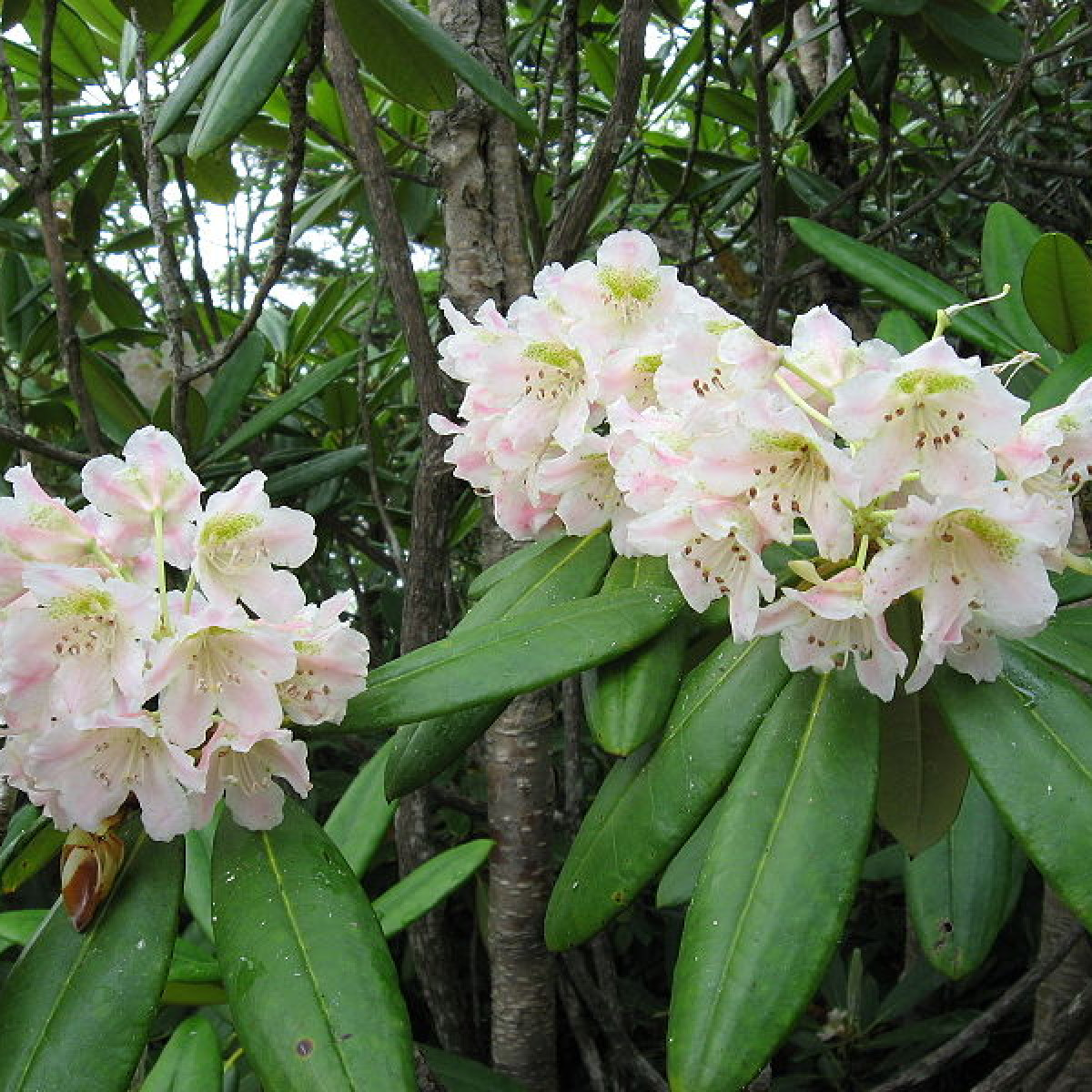 Рододендрон Короткоплодный в каталоге СЦ Корекозево