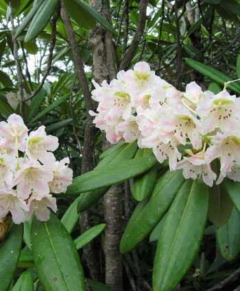 Рододендрон Короткоплодный в каталоге СЦ Корекозево