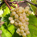 Миниатюра 1. Виноград «Жемчуг белый» в каталоге СЦ Корекозево