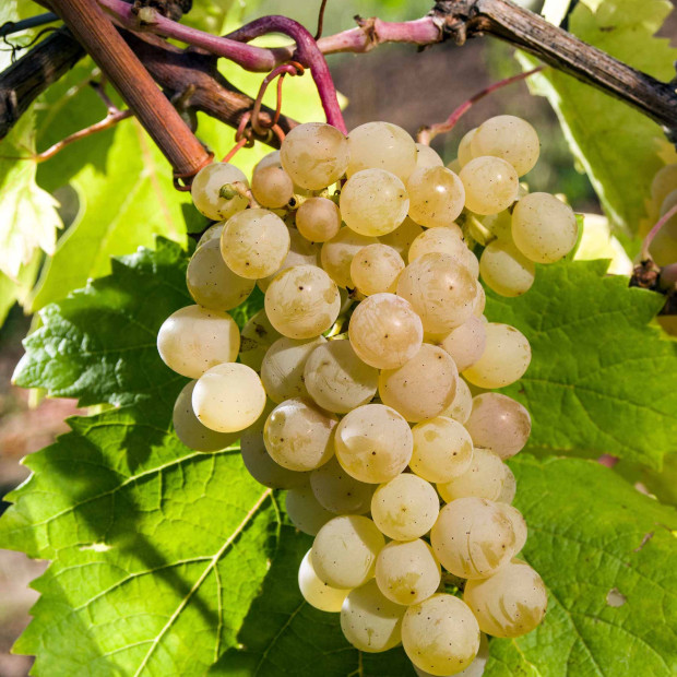 Фото 1. Виноград «Жемчуг белый» в каталоге СЦ Корекозево