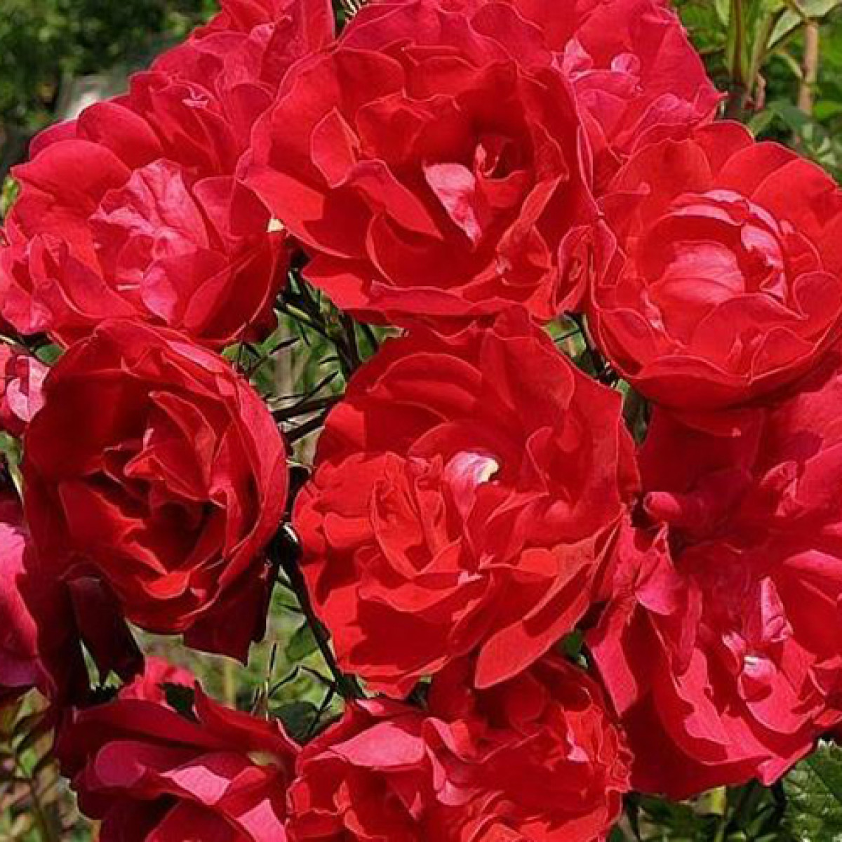 Роза Adelaide Hoodless в каталоге СЦ Корекозево