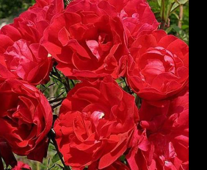 Роза Adelaide Hoodless в каталоге СЦ Корекозево