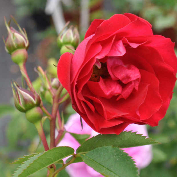 Фото 3. Роза 