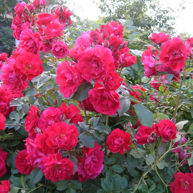 Фото 4. Роза 