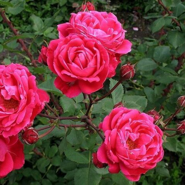 Фото 1. Роза 