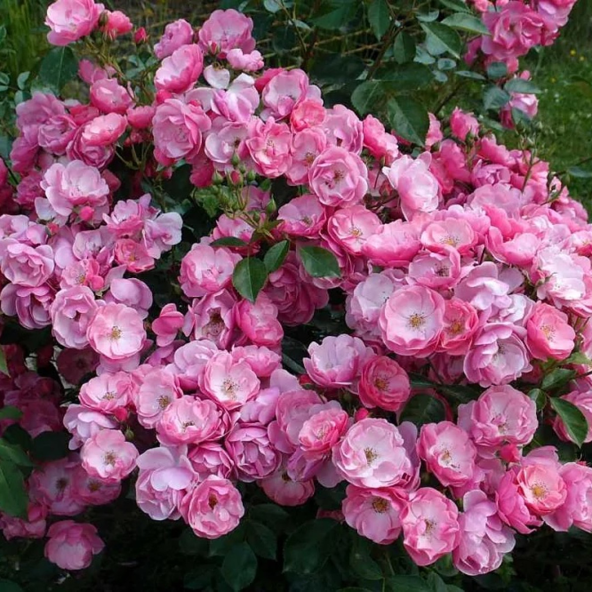 Роза Angela в каталоге СЦ Корекозево