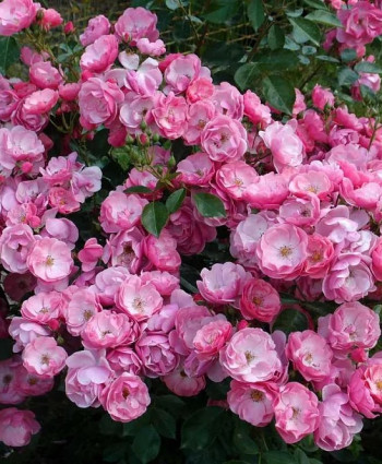 Роза Angela в каталоге СЦ Корекозево