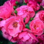 Миниатюра 2. Роза 