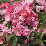 Миниатюра 4. Роза 