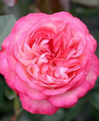 Роза Antike 89 в каталоге СЦ Корекозево