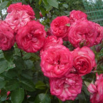 Миниатюра 3. Роза 