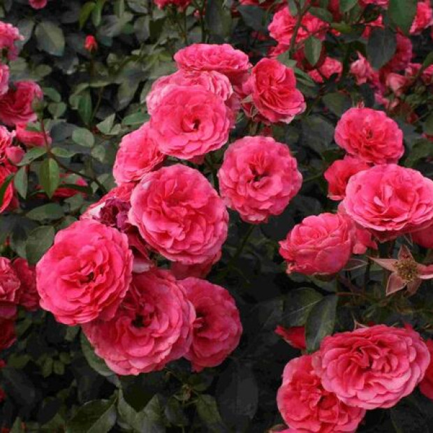 Фото 4. Роза 