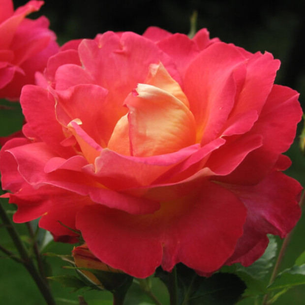 Фото 2. Роза 