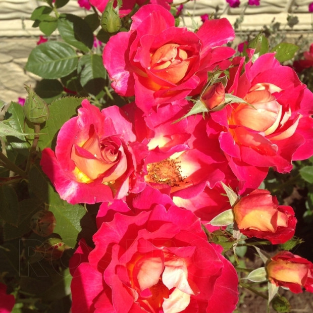 Фото 4. Роза 