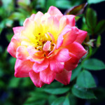 Миниатюра 2. Роза 