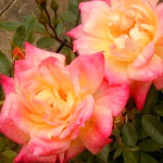 Миниатюра 3. Роза 