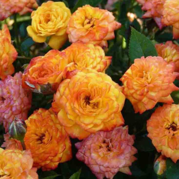 Фото 1. Роза 